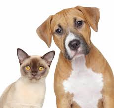 You must have a picture id to adopt and be at least 18 years old. Dog Adoption Events Albuquerque