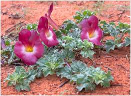 Image result for Triaspis hypericoides