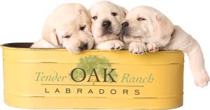 Males usually measure 22.5 to 24.5 inches at the shoulder, females about 1 inch less. White Labrador Puppies Southern California Tenderoaklabradors Com