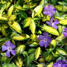 Image result for Vinca minor