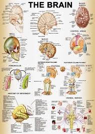 Medical Wall Charts Google Search Anatomy Lessons