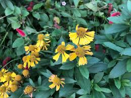 Image result for Vernonia amblyolepis
