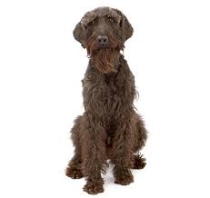 Pudelpointer puppies for sale 2021 uk. Giant Schnauzer Dog Breed Information Purina