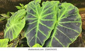 Image result for Remusatia