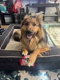 Alguém mais tem um Pastor Alemão (GSD) que engasga ou vomita quando está  com fome? : rgermanshepherds