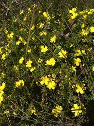 They provide showy blooms throughout spring and summer and lush foliage the rest of the year. Native Buttercup Climatewatch Australia Citizen Science App