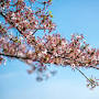 Cherry blossom from cherryblossomwatch.com