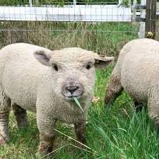 Introducing Our Babydoll Southdown Sheep Babydoll Sheep Baby Sheep Fluffy Animals