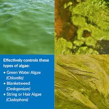 Blanket weed is very often seen clogging pond filters and entangled with pond plants. Buy Api Pond Algaefix Algae Control Solution Online Low Prices Free Shipping
