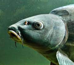 Wann genau sich diese redewendung entwickelte, ist nicht gesichert. Konnen Fische Lernen Simfisch De Angeln Und Outdoor