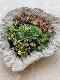 Diy Beton Pflanzschalen Aus Rhabarberblattern Fur Den Garten Fashion Kitchen Pflanzschale Pflanzen Garten Beton