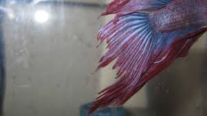Need Immediate Advice Betta With Major Fin Rot Betta Fish Forum 174404