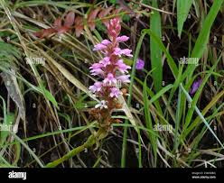 Image result for Satyrium