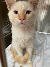 Pathway Animal Hospital and Urgent Care