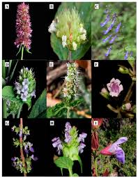 Image result for Lamiaceae