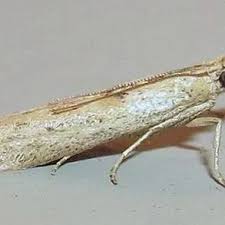 Image result for Hypolytrum pynaertii