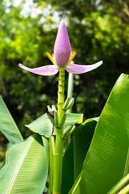 Image result for Musaceae