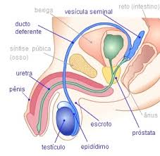 Qual E O Caminho Realizado Pelo Espermatozoide Desde Que E Produzido Ate Sair Pelo Penis Durante A Ejaculacao Qual E O Nome Dos Orgaos O Cantinho Dos Afetos E Da Saude