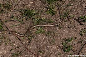 Blindschleichen sind ausgesprochene nützlinge im garten, weil sie sehr viele nacktschnecken fressen. Die Blindschleiche Und Ihre Besonderen Fahigkeiten