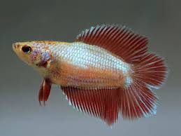 As the name suggests, double tail bettas have two. Double Tail Betta Female Aquasnack