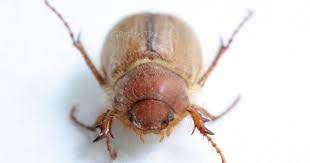 Up Close With The European Chafer Beetle Garden Therapy