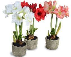 Want To Grow Fragrant Flowers In 2 3 Weeks Try Amaryllis Lilly Fragrant Flowers Amaryllis Plant Same Day Flower Delivery