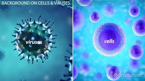We offer a wide range of high quality human and animal cell and media systems. Comparing Cells To Viruses Genetic Material Reproduction Video Lesson Transcript Study Com