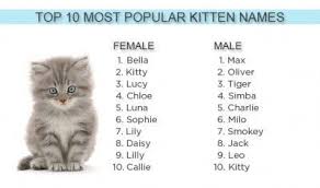 Whether you want a name that's classic, cute, funny, or one that simply describes your kitty's color or personality, you might find one here that's right for your furry new friend. Trendiest Cat Names Of 2012 Cute Cat Names Boy Cat Names Kitten Names