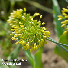 Allium Yellow Fantasy | Suttons