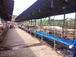 Maybe you would like to learn more about one of these? Bangkit Dari Muflis Kamarruzaman Jadi Jutawan Ternakan Media Pertanian Penternakan Usahawan Malaysia