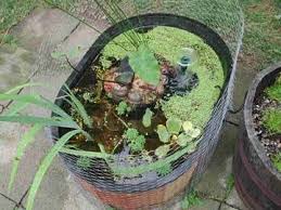 Maybe you would like to learn more about one of these? 21 Backyard Turtle Pond Ideas In 2021 Turtle Pond Pond Backyard