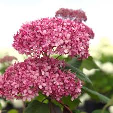 Image result for Hydrangea arborescens Pink Anabelle
