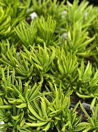 Image result for Senecio letouzeyanus