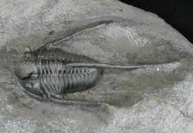 Image result for Trisetopsis