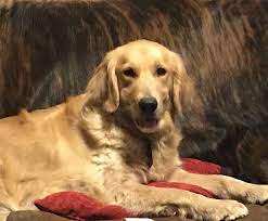 Located just 7 miles north of covington, la., the kennel sits on 10 acres of country atmosphere surrounded by 100 year old pecan trees. Akc Registered Golden Retriever Puppies Louisiana Sportsman Classifieds La