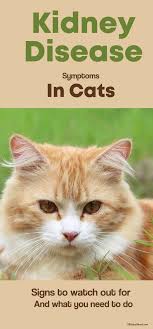 Kidney Disease Symptoms In Cats What You Need Toknow Kidney Disease Symptoms What Causes Kidney Disease Disease Symptoms