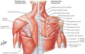 Apr 17, 2018 · bonus content: Beautiful Illustration Of The Deep And Superficial Musculature Of The Back This Anatomical Slide By Nett Shoulder Muscle Anatomy Muscle Diagram Muscle Anatomy