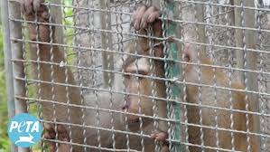 Image result for monkey caged