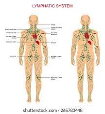 More images for lymph system des menschen anatomie » Human Anatomy Lymphatic System Medical Illustration Stock Vector Royalty Free 265783448
