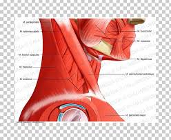 Broadly considered, human muscle—like the muscles of all vertebrates—is often divided into striated muscle, smooth muscle, and cardiac muscle. Head And Neck Anatomy Muscle Pelvis Human Anatomy Human Body Png Clipart Anatomy Angle Arm Deltoid