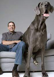 بالصور أضخم كلب في العالم يتجاوز طوله 7 أقدام الجمال نت