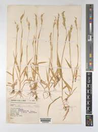 Image result for Eriochloa fatmensis