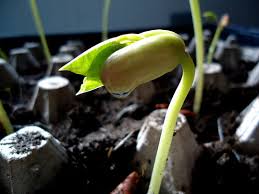 Image result for tomato seedling damping off