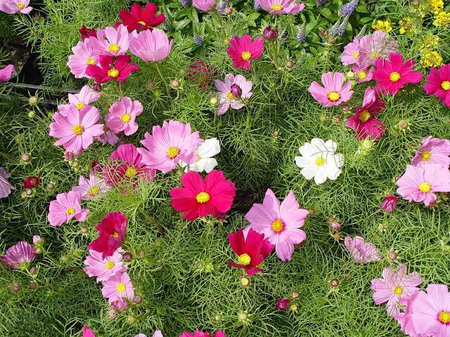 Cosmos Sensation Mix
