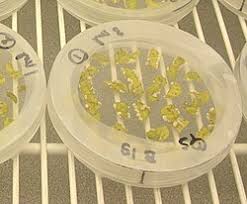 Image result for Rhizobium radiobacter, syn. Agrobacterium tumefaciens