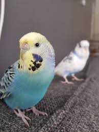 Pietje