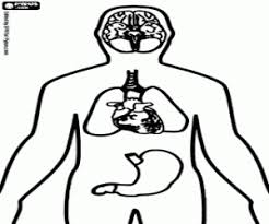 The brain is the body's control center. Human Body Coloring Pages Printable Games