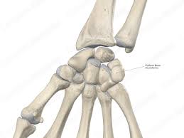 Image result for Pisiform Bone