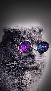Cat in sunglasses retrowave neon aesthetics. Cat Wearing Sunglasses Photograph By Wiston Casco