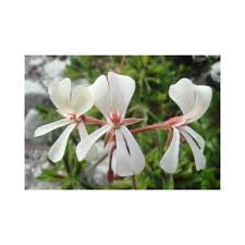 Image result for Pelargonium alchemilloides